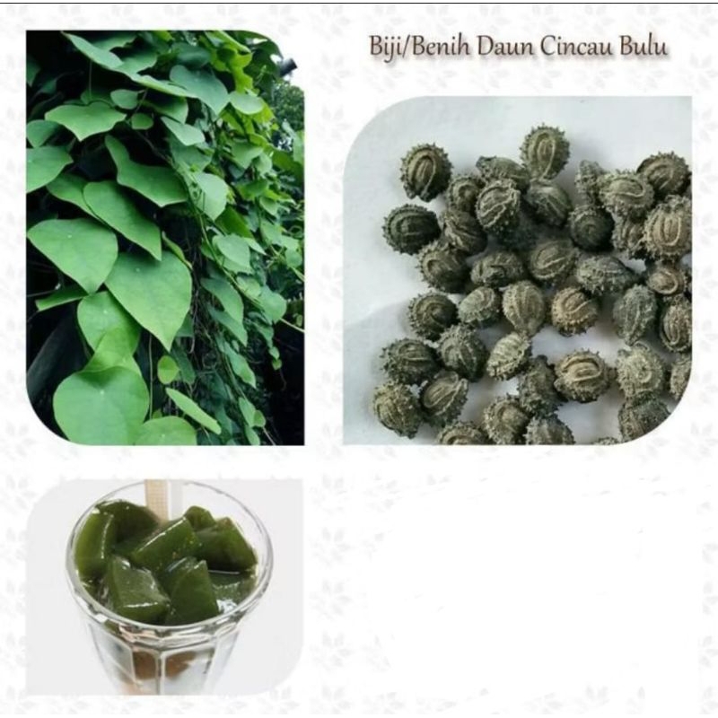 Terbaru Biji Benih Cincau Bulu 12 Butir - Benih Pohon Cincau Bulu  Hijau Tanaman  Rambat