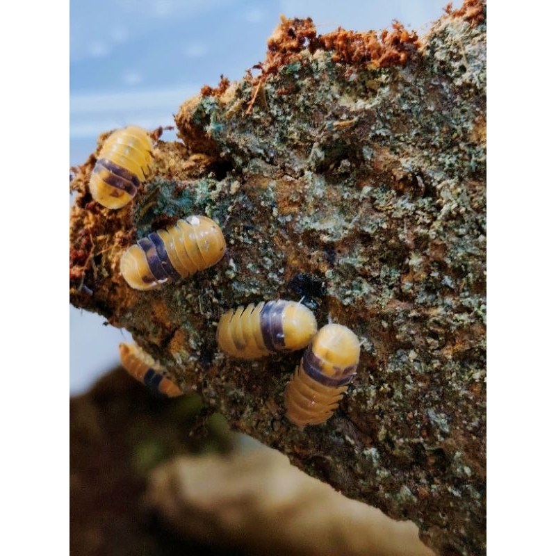 mainan isopod cubaris sp. amber ducky
