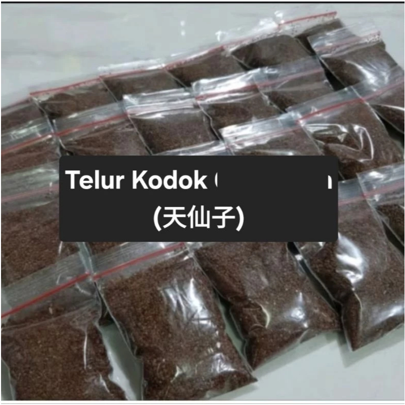 

[10 Gram] Telur Kodok / Telor Kodok / Tian Xian Zi Tianxianzi / Obat Luar Untuk Bisul 天仙子