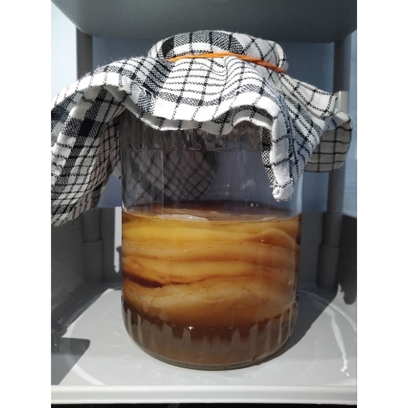 

BABY SCOBY GRADE PREMIUM diameter 14-16cm & tebal 0.55-1.5cm