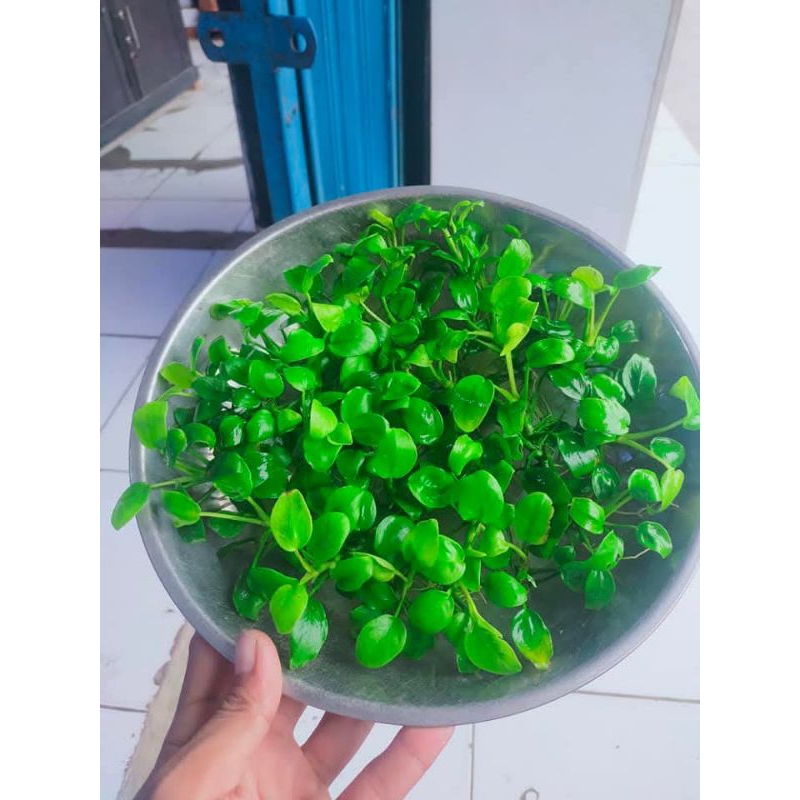 Anubias Nana tanaman aquascape