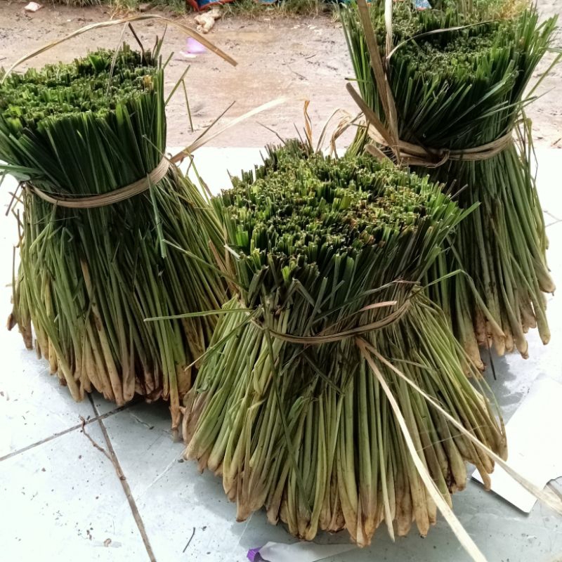 

Serai 500 Gram Sereh Bumbu Masak Penyedap Masakan Sereh Segar Fresh