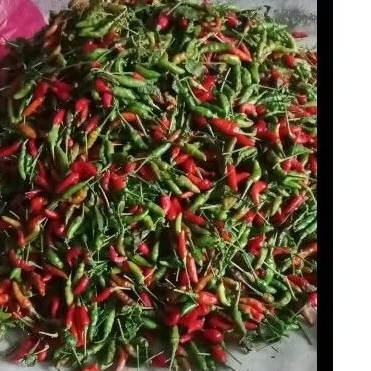 

READY !!! CABE RAWIT / LOMBOK BIJI 1 liter