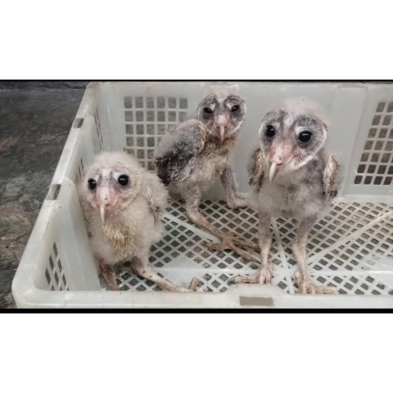 Burung Hantu Barn owl Burung hantu tyto Alba jinak brancher burung hantu putih
