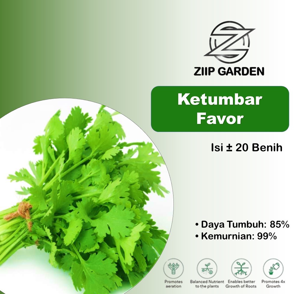 Benih Herb Coriander Daun Ketumbar Heirloom