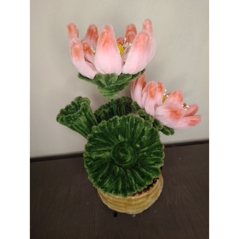 Bunga Teratai mini pot