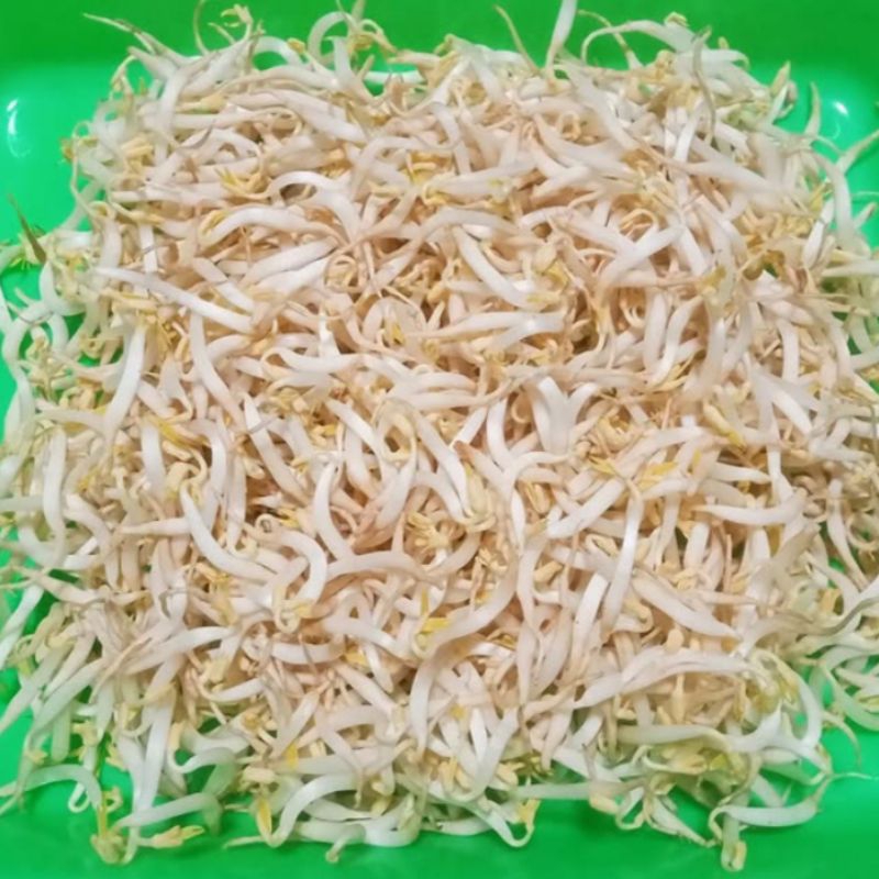 

Toge nangka muda