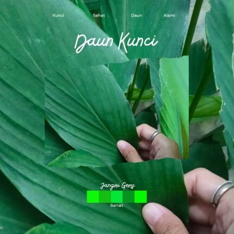

Daun Kunci