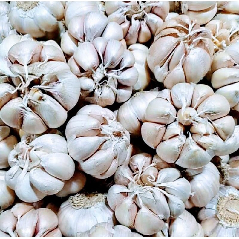 

Bawang putih kualitas terbaik