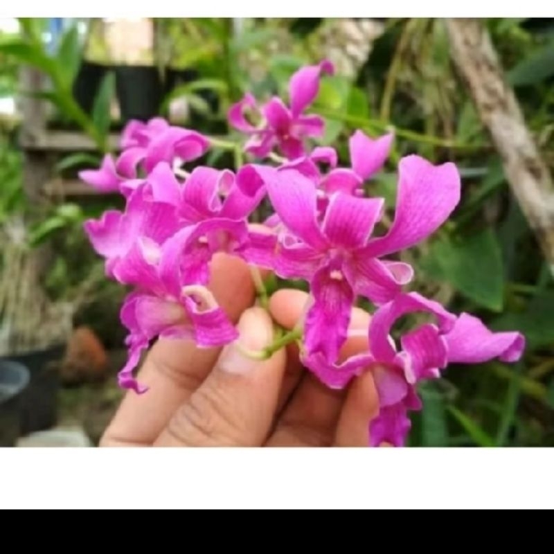 superbin tual maluku