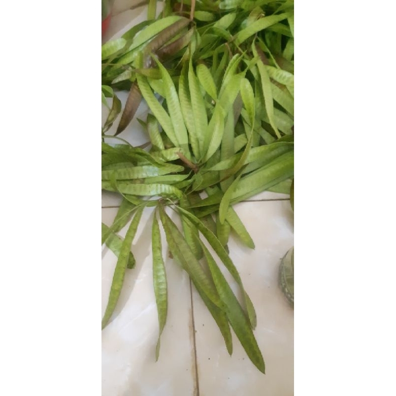 

lamtoro petai cina