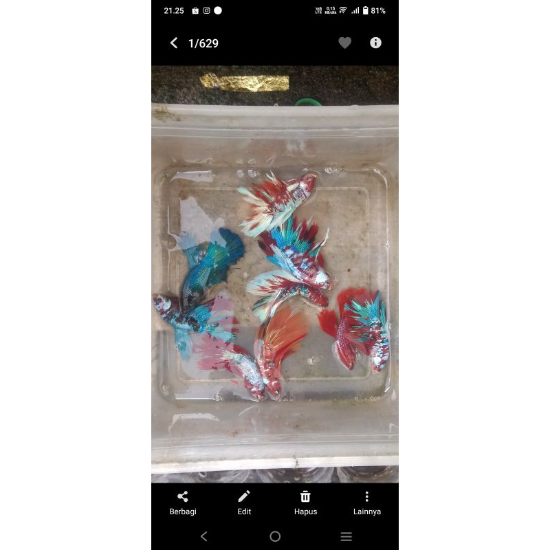 hiasan cupang hm multi