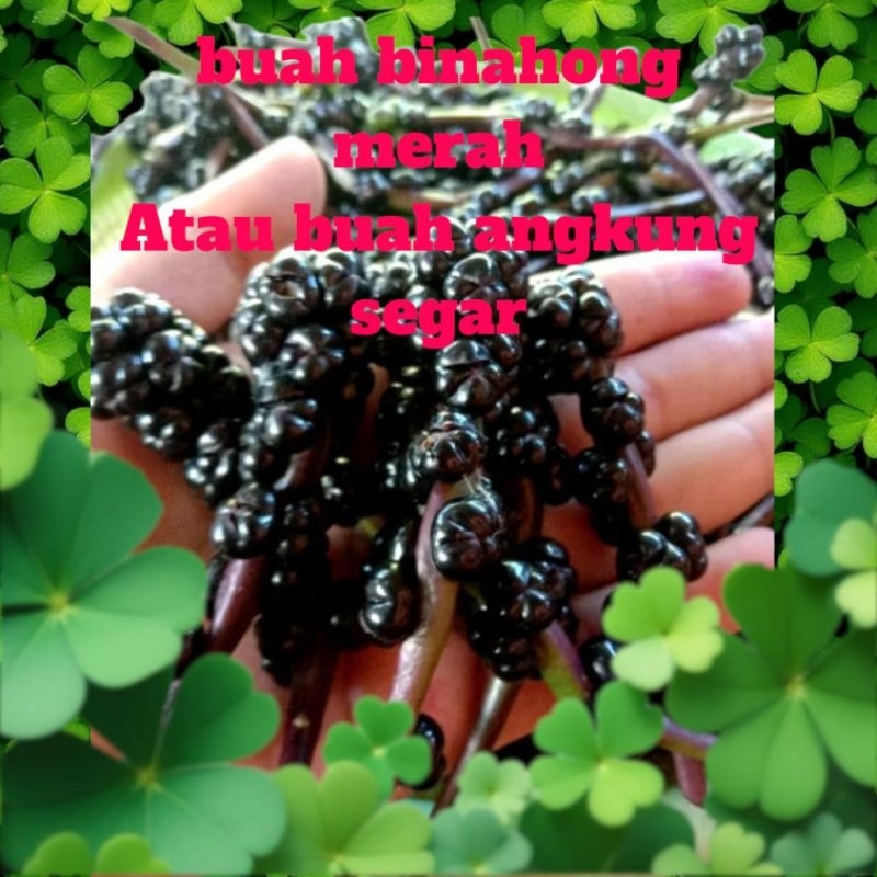 

BUAH BINAHONG MERAH/ANGKUNG SEGAR 200 BIJI OBAT HERBAL STRUK