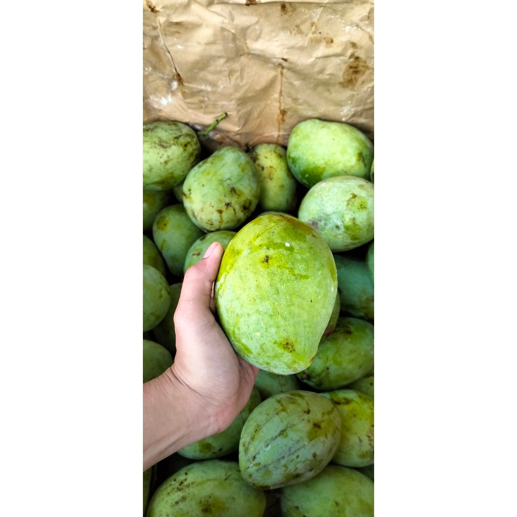 Buah Mangga Indramayu/mengkal/tua&muda/1kg