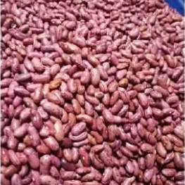 

kacang merah yg berkualitas segar dari kacang merah terbaik 250g
