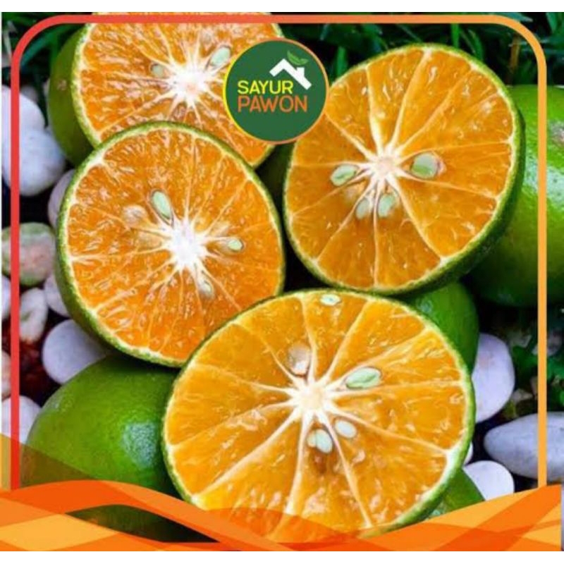 

JERUK SANTANG MADU MANIS 1 KG