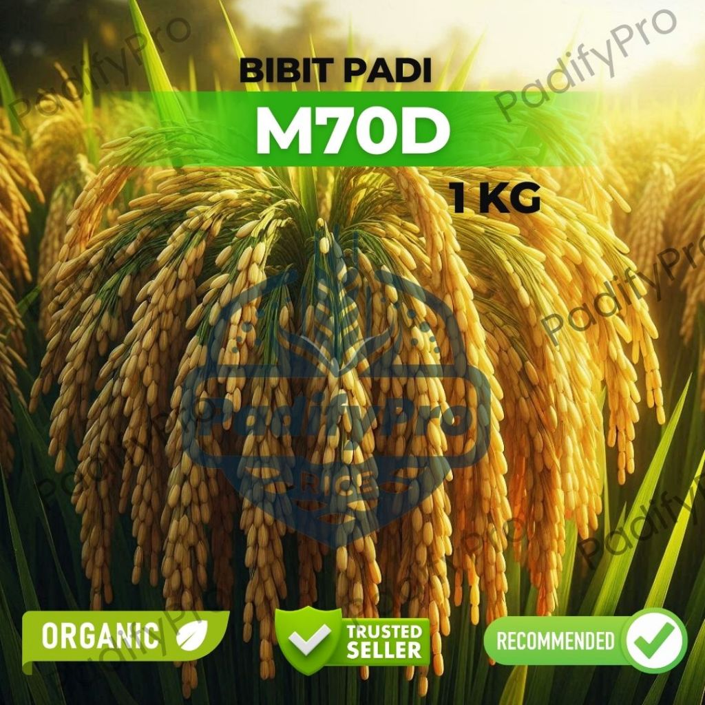 

Benih Padi Unggul M70D Tahan Wereng Produktivitas Tinggi Kemasan 1Kg