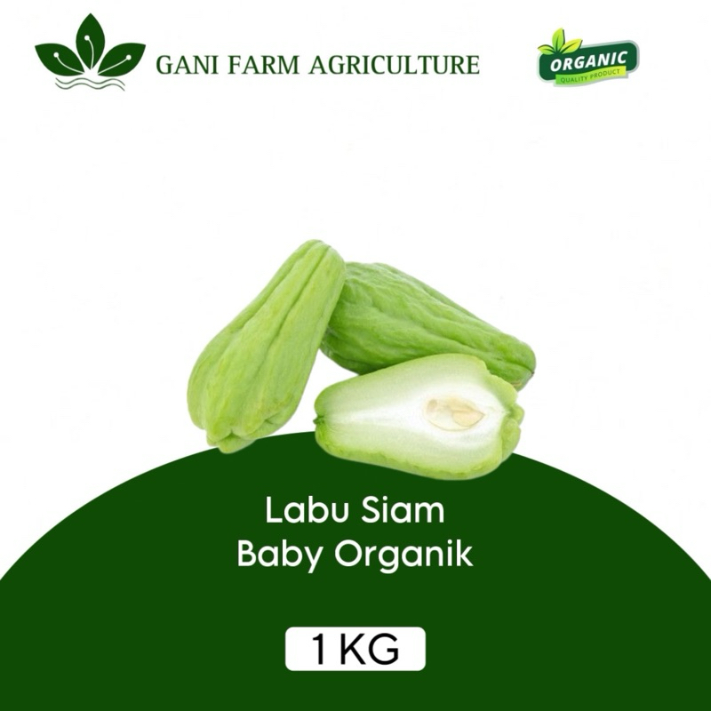 

Labu siam Baby Organik 1 kg lalap labu kecil 1 kg jipang lalapan labu siyam baby