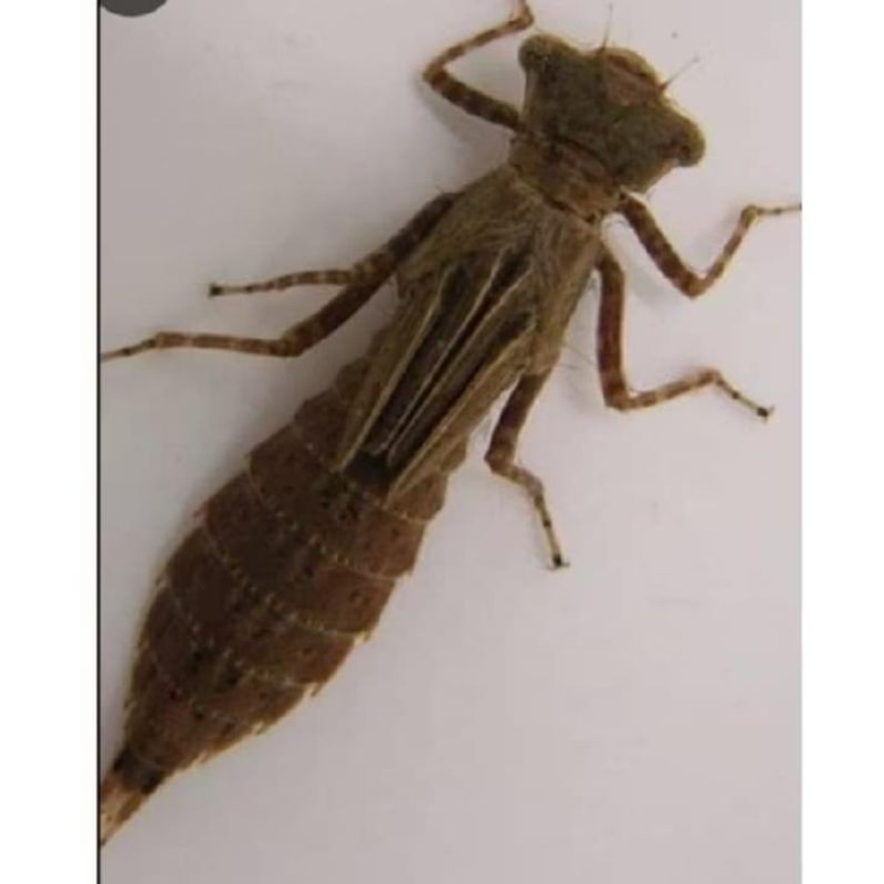 larva capung otel otel/unil hidup per50ekor