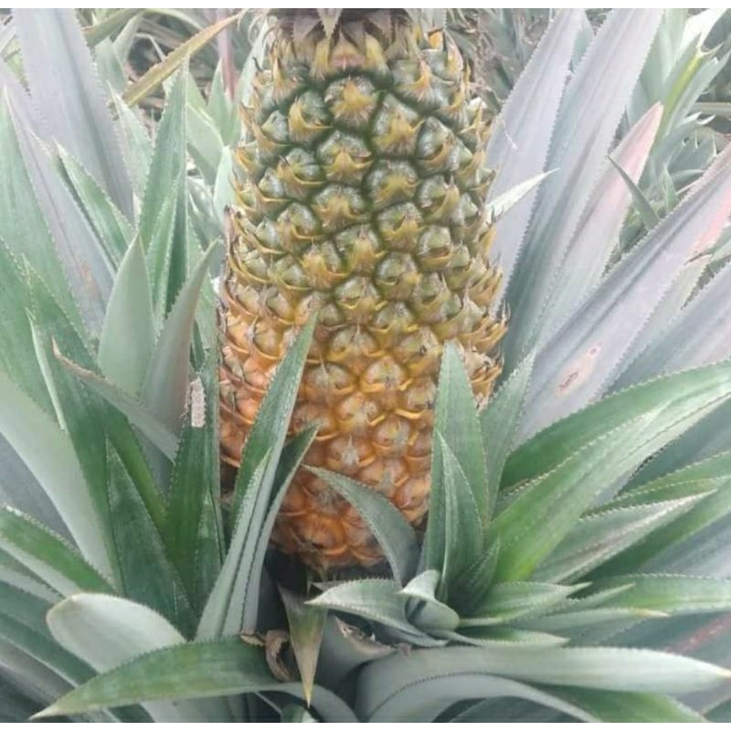 

Nanas madu