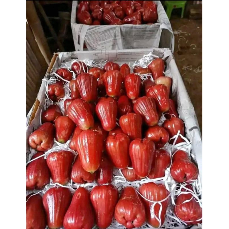

Jambu Citra Demak