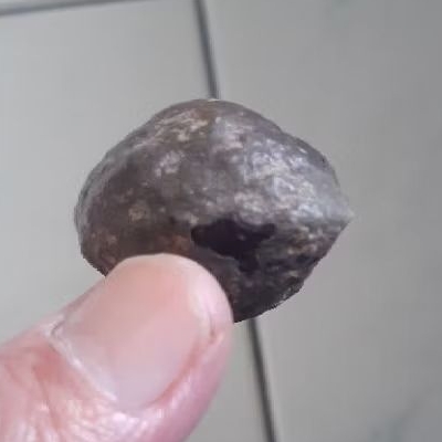 Kemiri Adu Muncang Adu Anak Jabra Gotik Mentahan