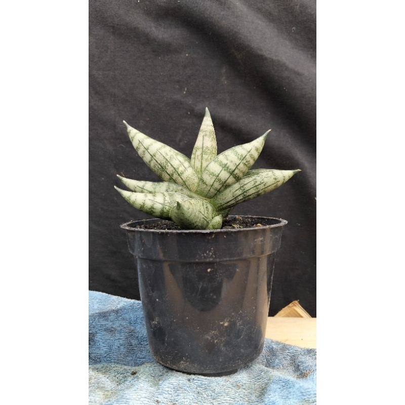 sansivera hybrid Cordova x boncel