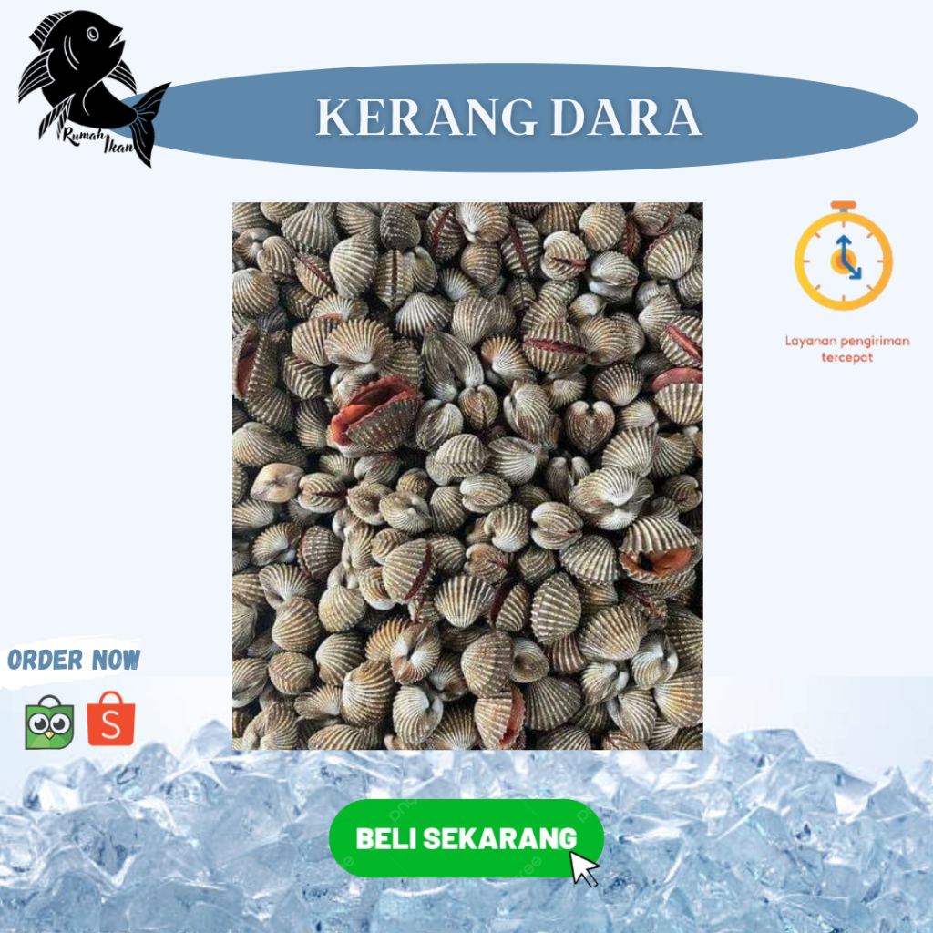 

Kerang Dara Laut Segar Frozen 1Kg