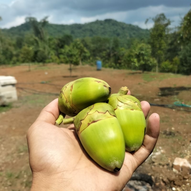 

Bluluk kelapa fresh dipetik langsung jika ada order