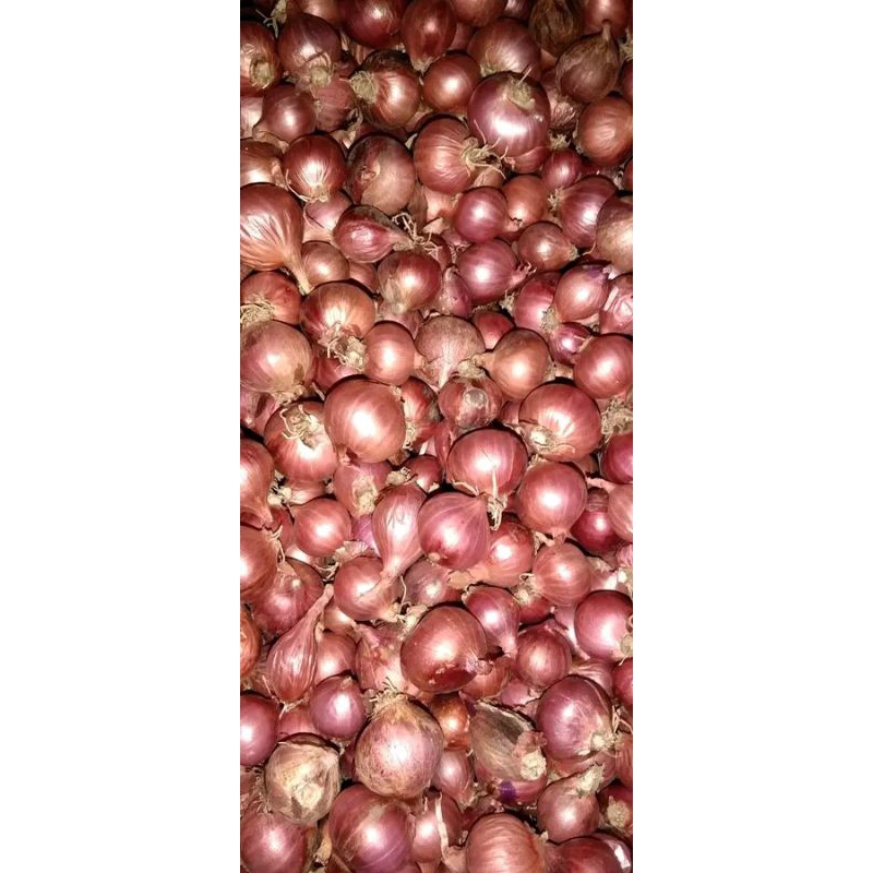 

Bawang Merah Murah