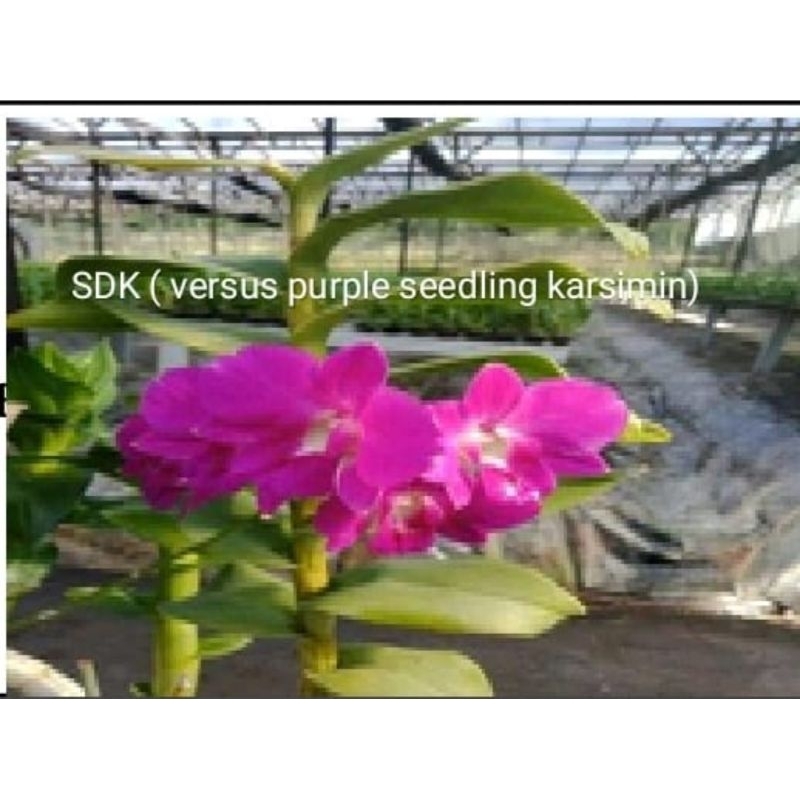 Anggrek Dendrobium id SDK