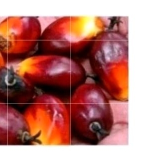 

Jual buah sawit sgar 1 kg pakan ikan