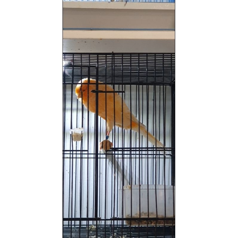 ys foi 23 hf40 pejantan