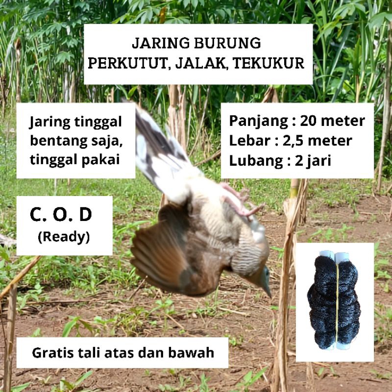 JARING PERKUTUT PIKAT JEBAKAN BURUNG PERKUTUT KUTILANG SIAP PAKAI JARING MONTANA