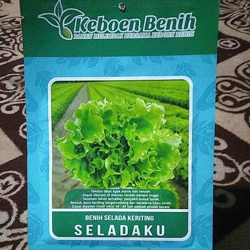 Bibit Selada Kebun benih