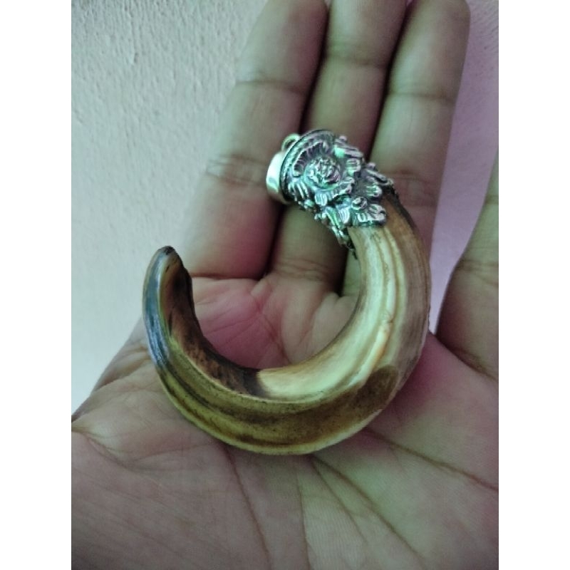 Liontin Taring Raja Babi melingkar Ngurak