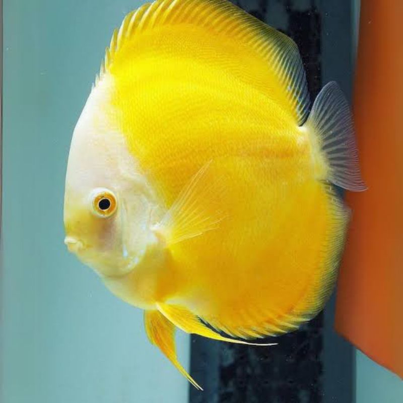 Dekorasi Hiasan Aquarium Discus Yellow Golden (KHUSUS INSTAN)