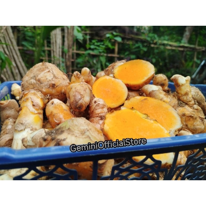 

Temulawak Jumbo Segar Fresh 1kg Temulawak herbal