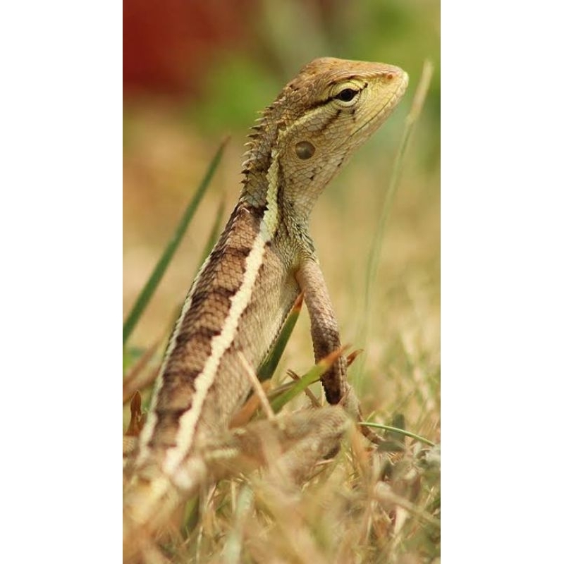 Kalotes/Londok/(bunglon taman)