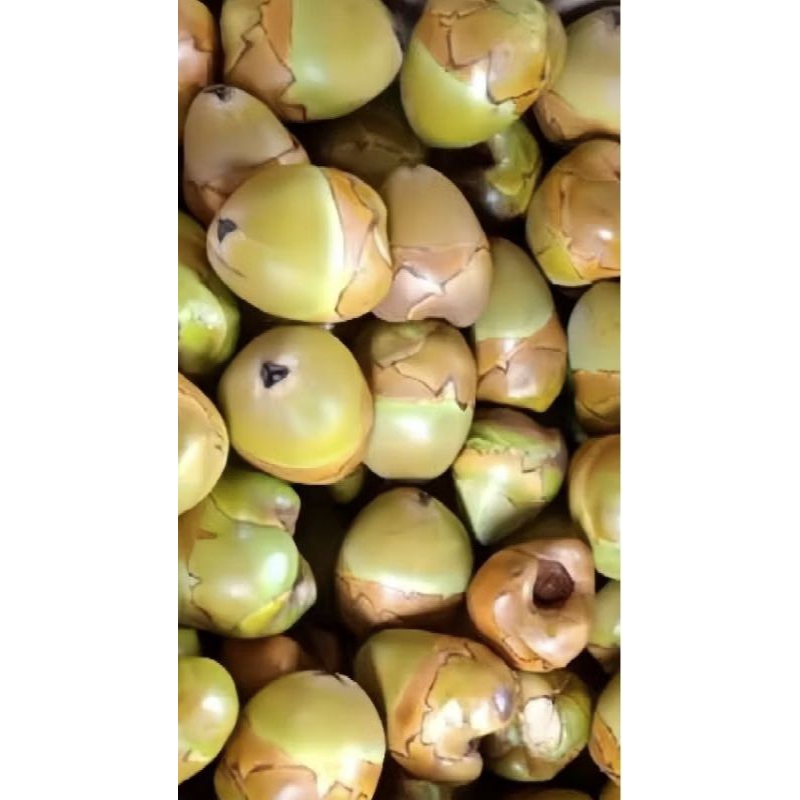 

BELULUK ATAU TEMBULUK KELAPA KECIL