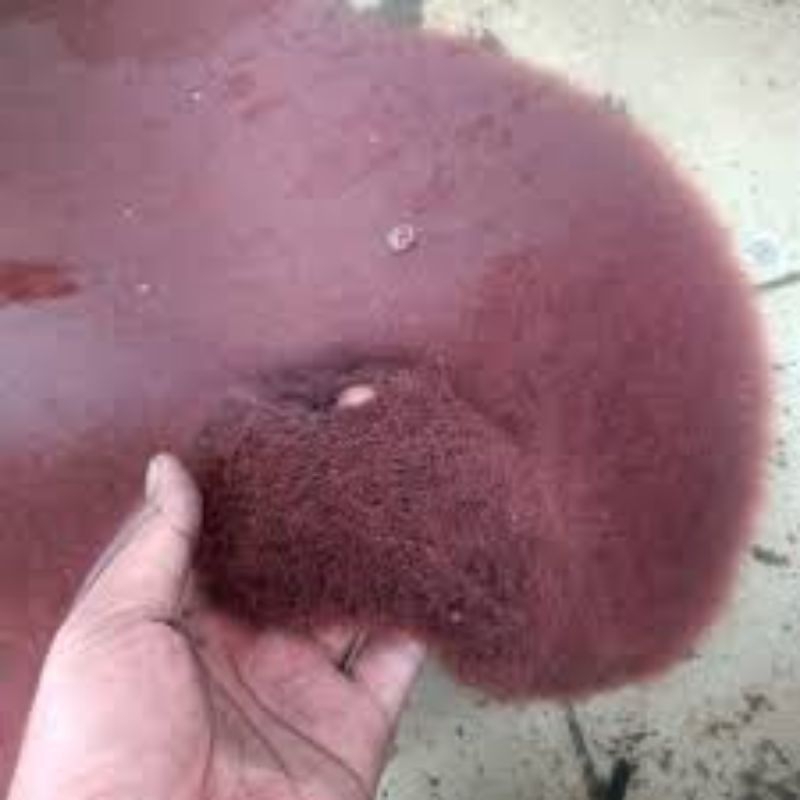cacing sutra hidup / pakan ikan 1liter