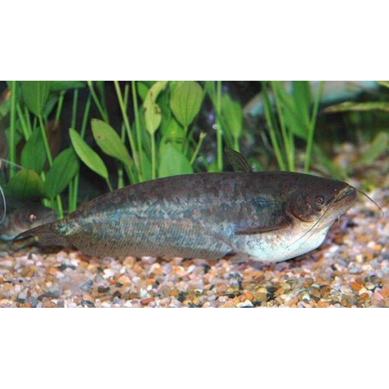 Ompok Siluroides Catfish
