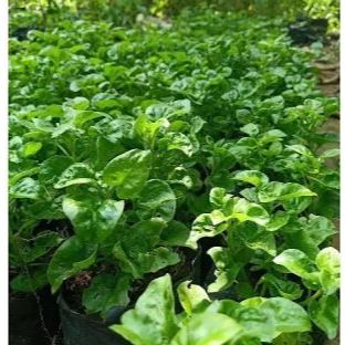 10 Bibit Bayam Brazil Siap Tanam – Stek Hidup Berakar, Cocok untuk Hidroponik & Kebun Rumah