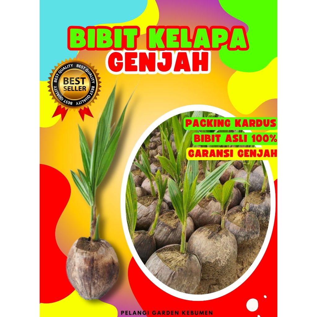 LANGSUNG PETANI.. Pokok Kelapa Asli, Pokok Kelapa Besar, Pokok Kelapa Bonsai