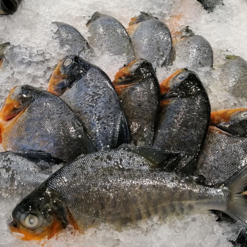 

Ikan Bawal Air Tawar/Ikan Bawal Perut Merah