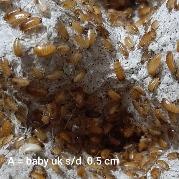 Nymph/Baby Kecoa Turkish Paket untuk pakan reptil