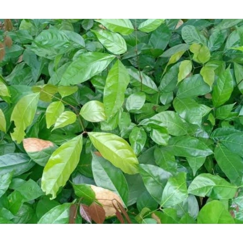 

Daun jengkol segar petik langsung 250 gram