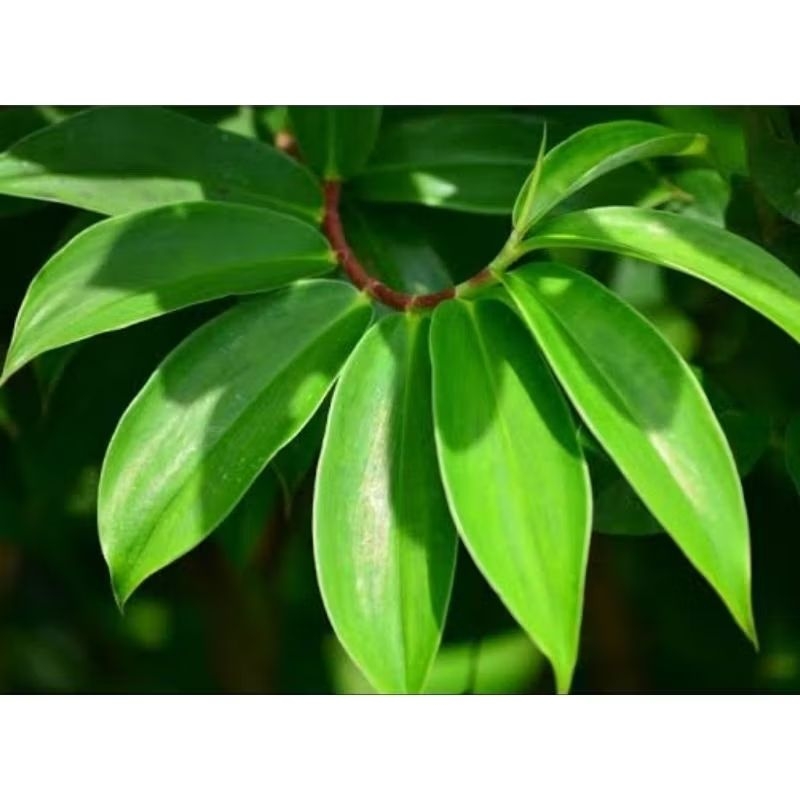 

Daun pacing segar 30 lembar petik langsung-az