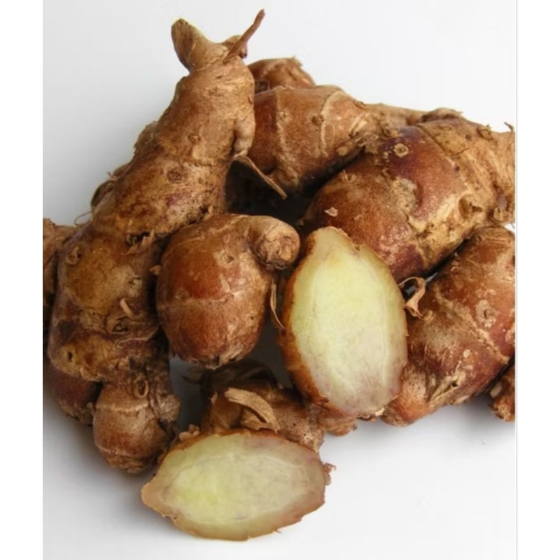 

kencur segar kencur murah 250 gram 8000 rempah herbal bumbu dapur fresh