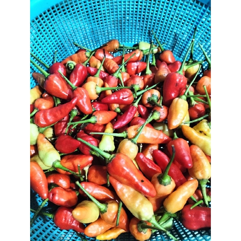 

Cabai Rawit Merah 100 gram Kualitas yang Tidak Terkalahkan Rasakan Pedasnya